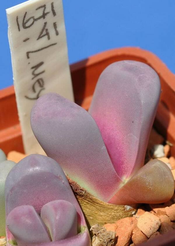 MIX LITHOPS SEEDS 100 PCS 2020 harvest /approximately 20 species/