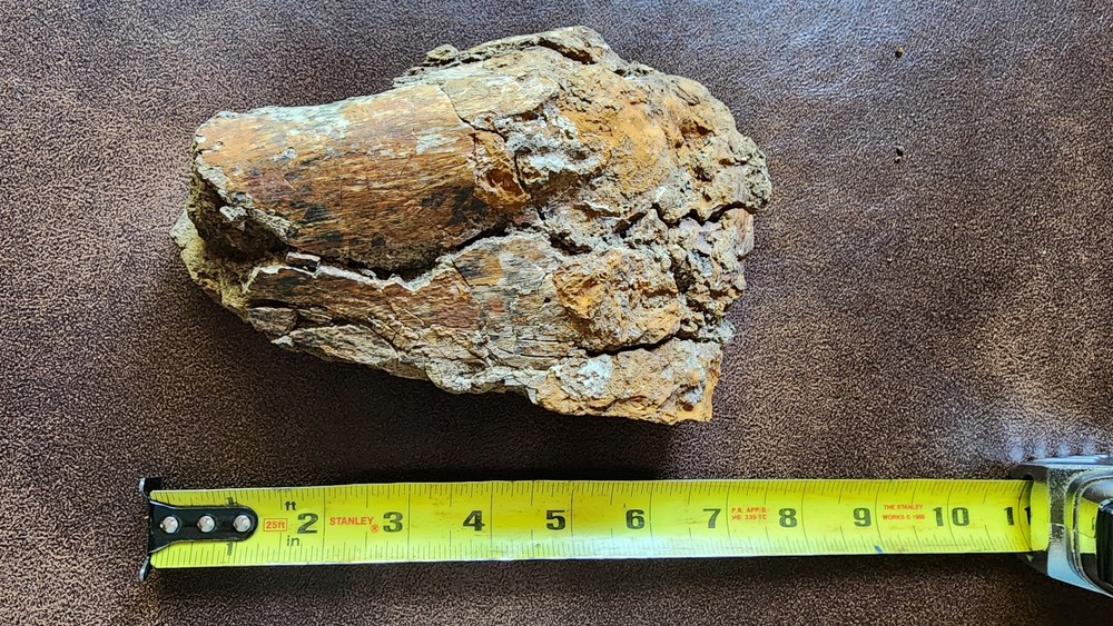 Big Heavy Dinosaur Bone Section - Fossil from Hell Creek Formation Cretaceous