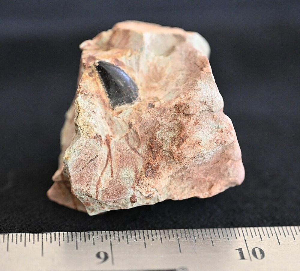 Moroccan Theropod Tooth in Matrix