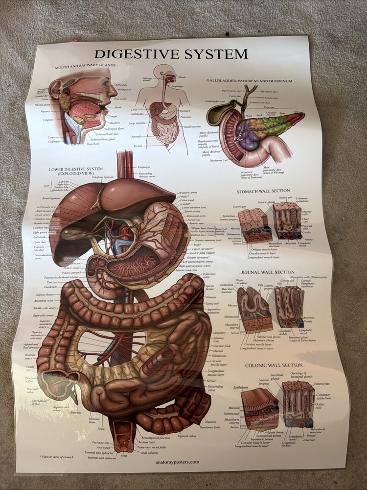 Digestive System Laminated 2-sided Poster 26.5”x17.5”