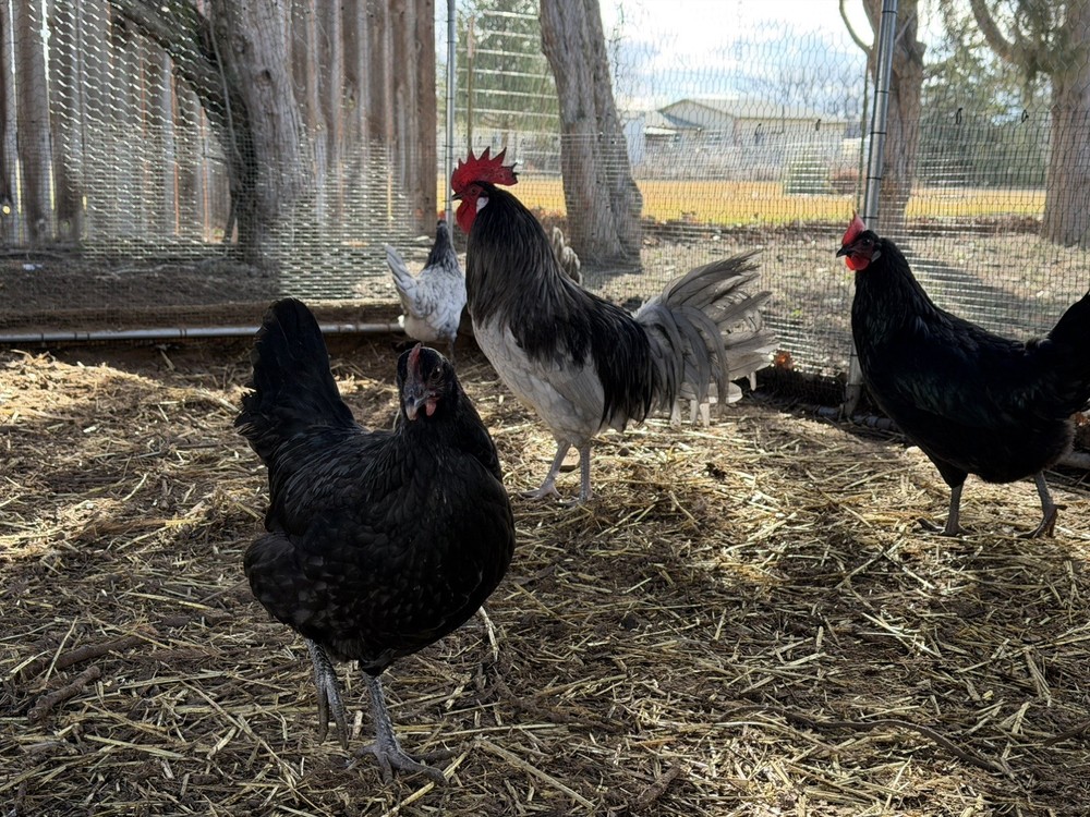 12+ Blue Andalusian Hatching Eggs NPIP and AI clean