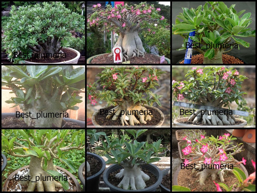 Adenium Arabicum  " Mixed 9 TYPES " 100 Seeds RARE!!