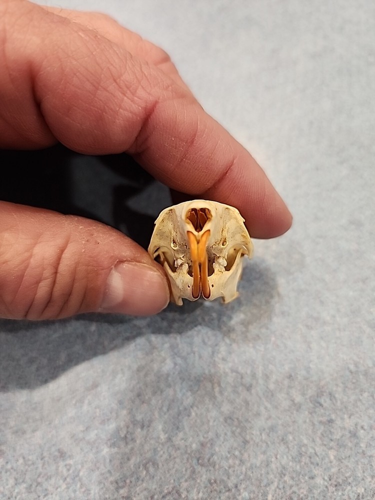 NK100 Javan Squirrel Skull Taxidermy