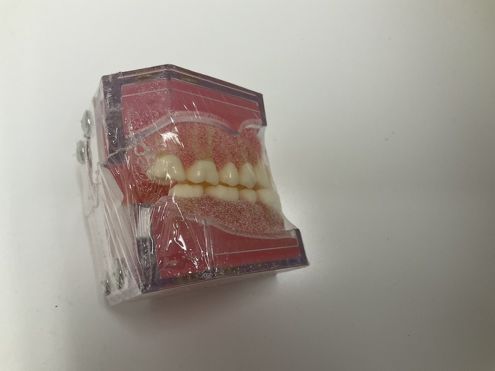 Dental standard orthodontic plastic teeth model 4004 with 28 removeable teeth