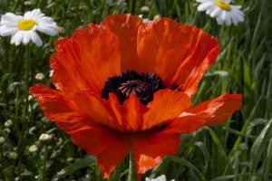 LF113 - Large Poppy Casting Mold