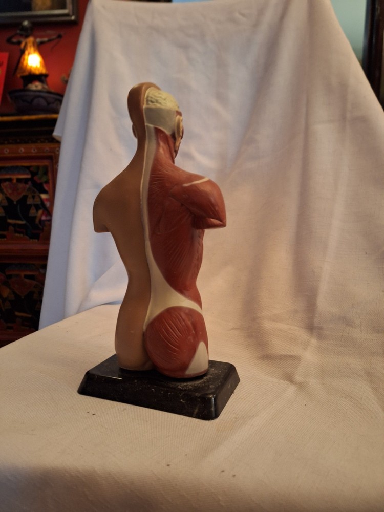 12" anatomical male model figure complete