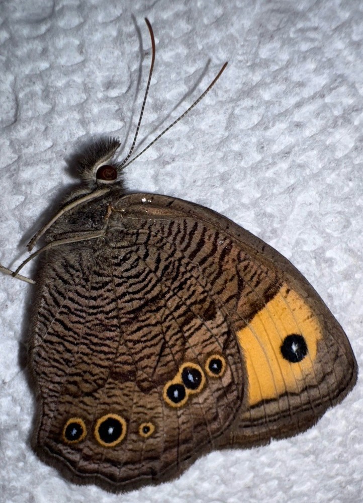 JSRNS - LARGE WOOD NYMPH 4 Cereyonis pegala NC