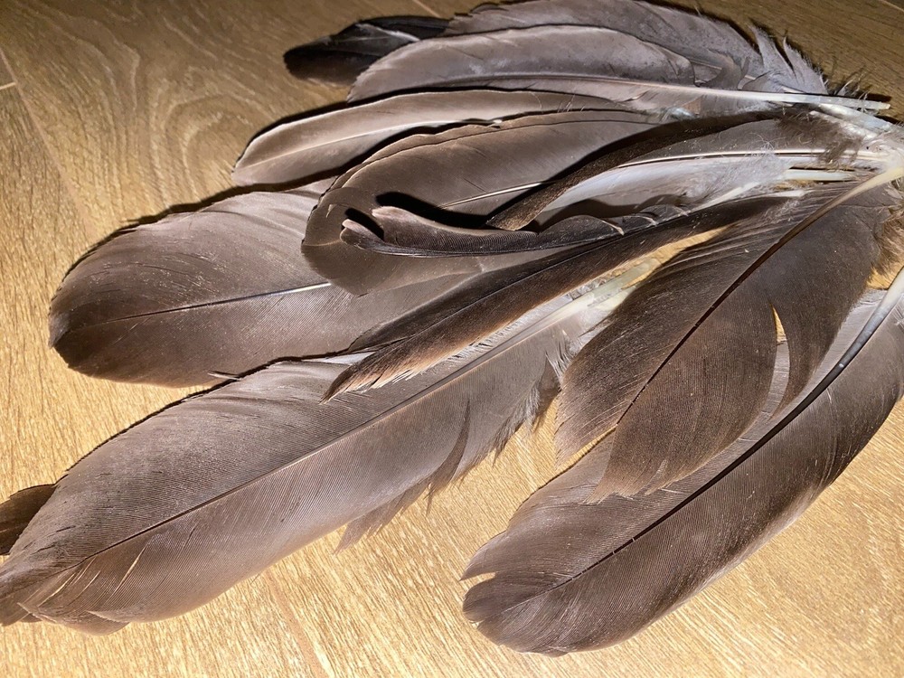 Medium/Large Canada Goose feather / Natural Real Feathet