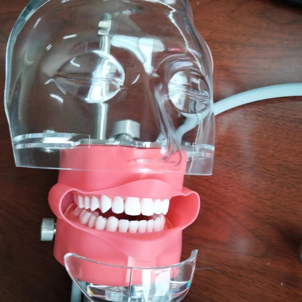 Dental Simulator Phantom Head Model Dental Preparation Support
