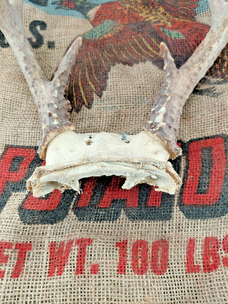 WHITETAIL DEER RACK Nice 5x4