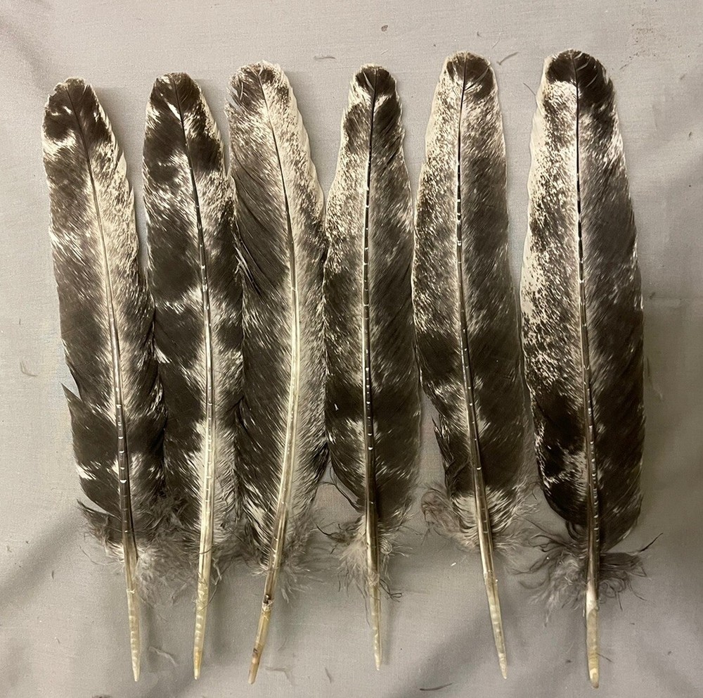 12 Bronze Turkey Secondary Wing Feathers 9”-11” Washed Out Pattern