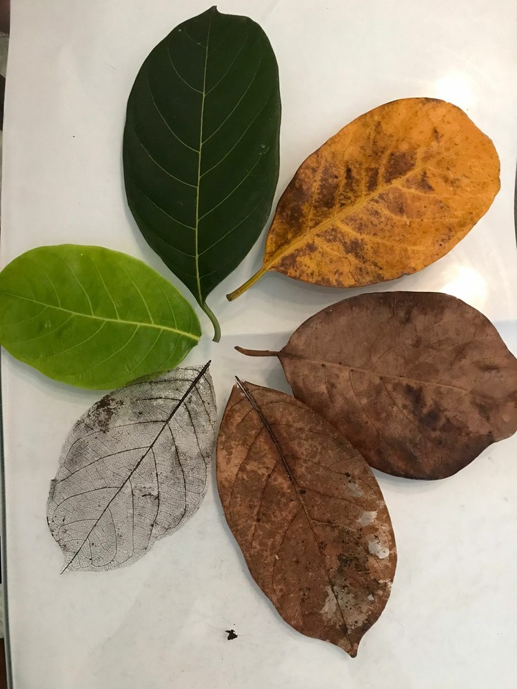 Dried Jackfruit Leaves