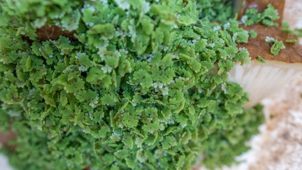 Azolla filliculoides