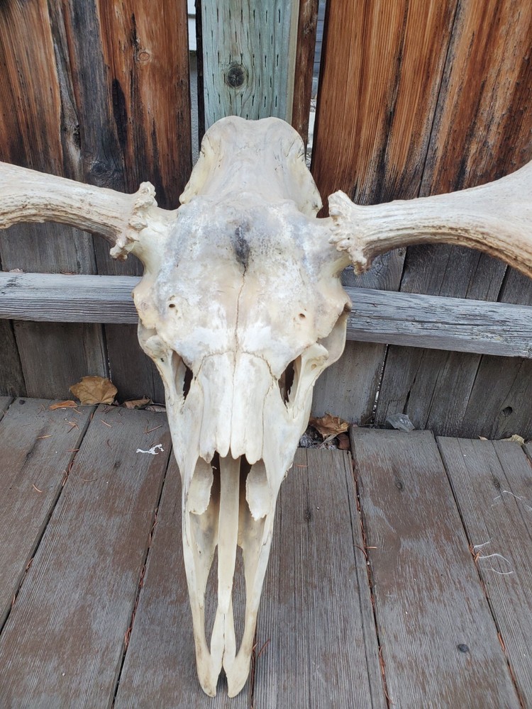 Shiras Moose European Mount