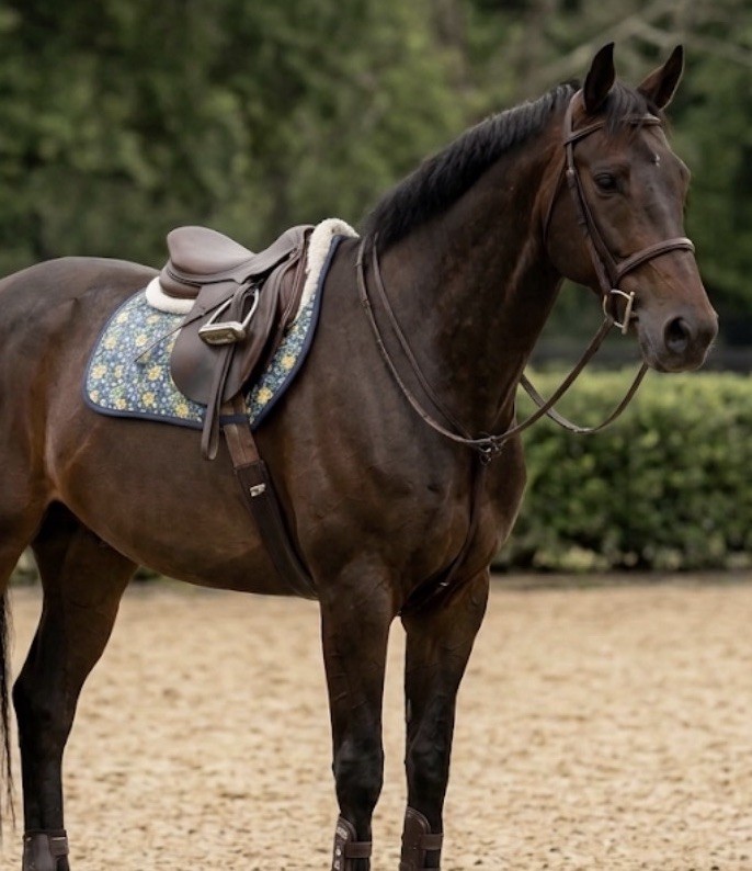 Thin Quilted Saddle Pad Blue Yellow floral Hunter Jumper
