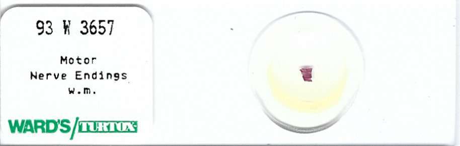 Motor Nerve Endings w.m. Microscope Slide