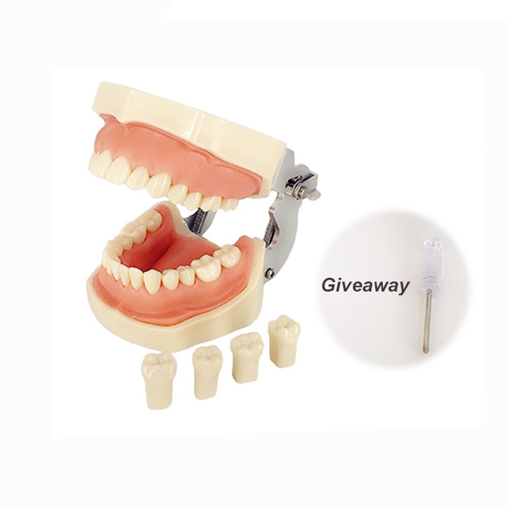 28pcs Teeth All Removable Dental Resin Teeth Model Student Training Tooth Mold