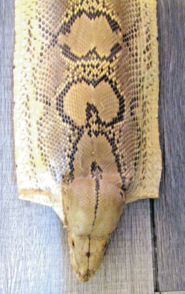Taxidermy Genuine 15' 4" Long Reticulated Python Hide