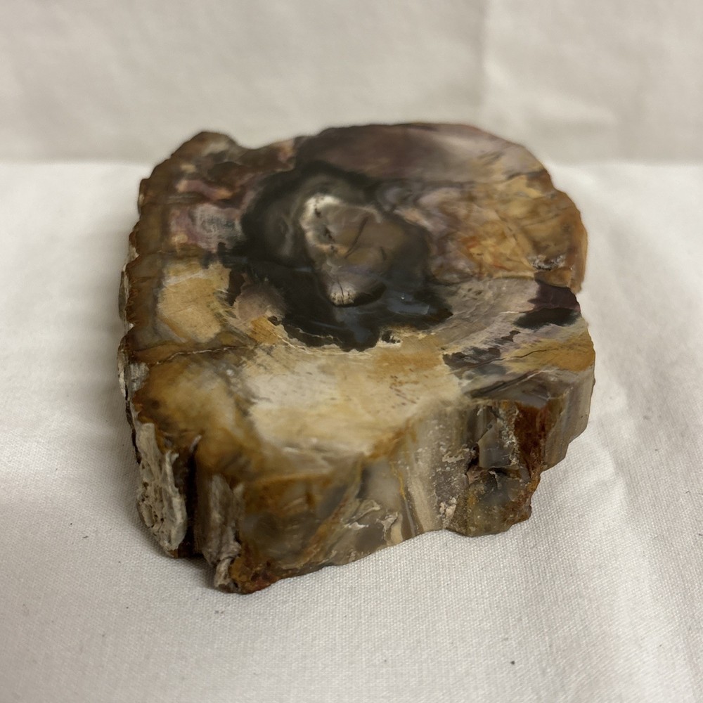 Petrified Wood (3.5” x 2.5”)