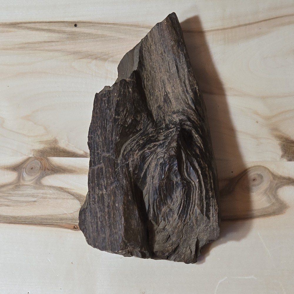 Amazing Petrified Wood Sample