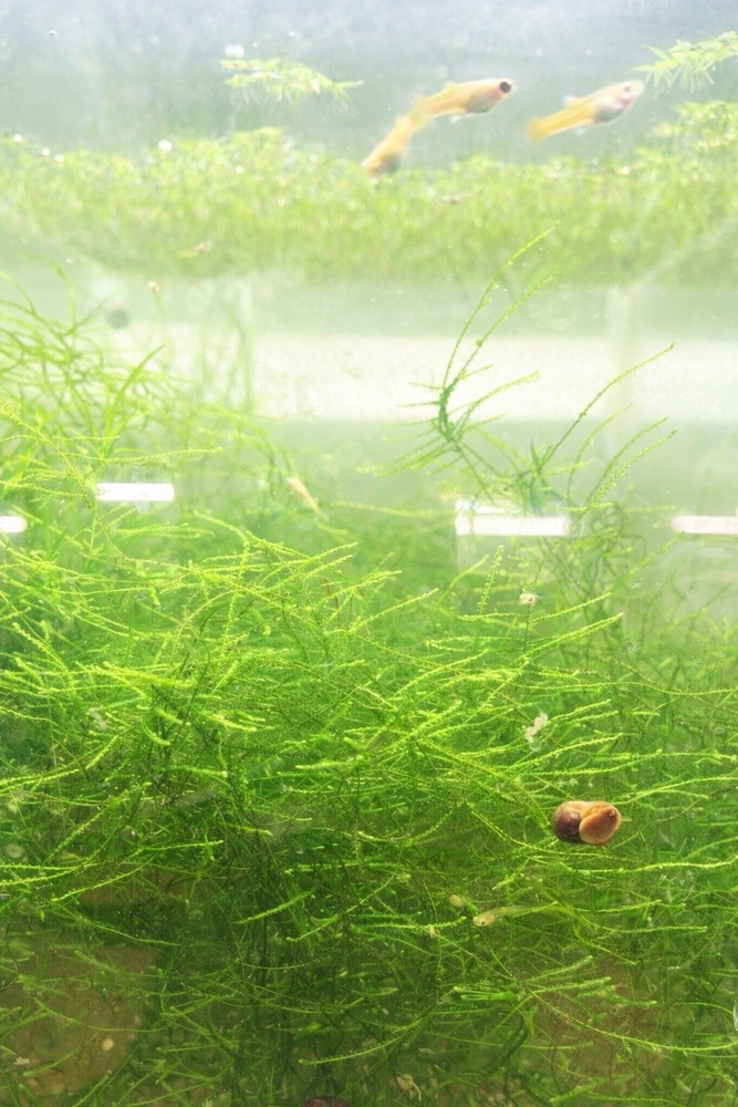 Combo : Java Moss, Hornwort,Guppy Grass Buy 2 Get 1 Free