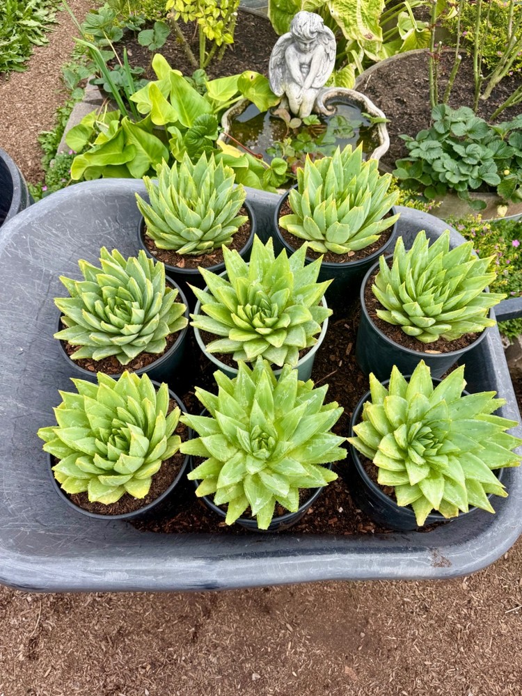 Aloe polyphylla Spiral aloe