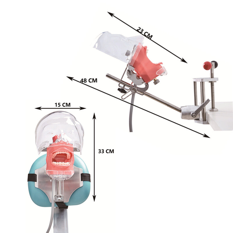 Dental Training Simulators Phantom Head Model with Typodont & Replacement Teeth