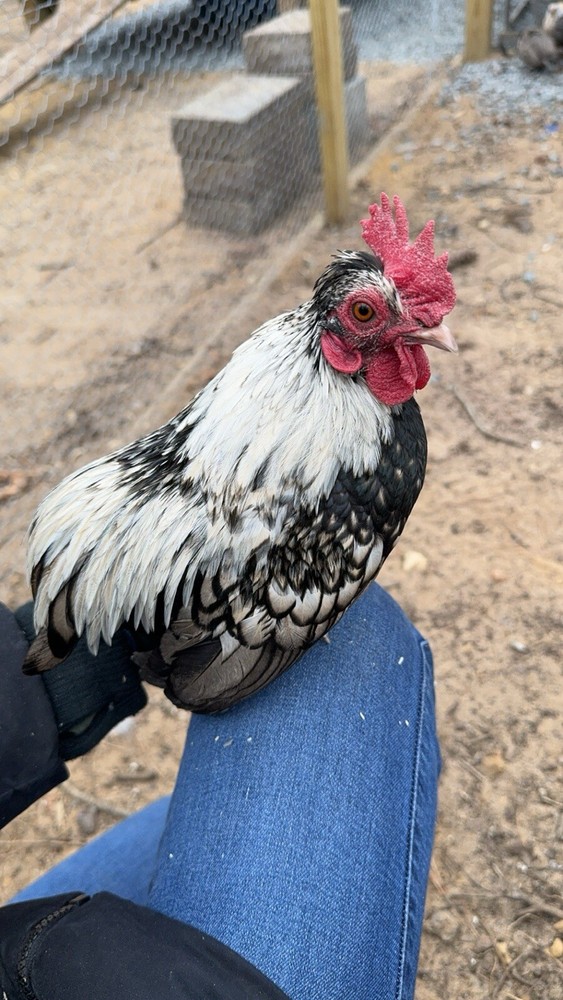 Kikiriki Bantam Hatching Eggs 8++