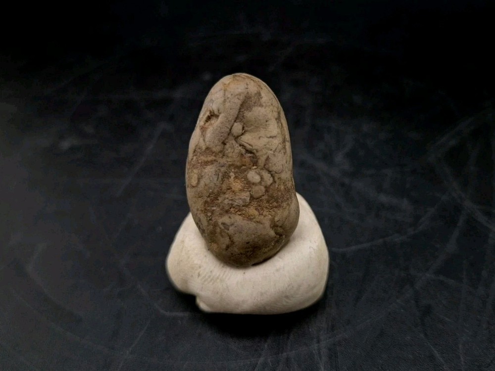 Real Fossil Dinosaur Egg Embro Permineralized Uv Reactive Raptor