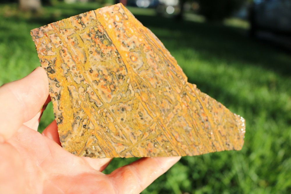 Leopard Skin Jasper Mexico Fantastic Patterns Free Ship!