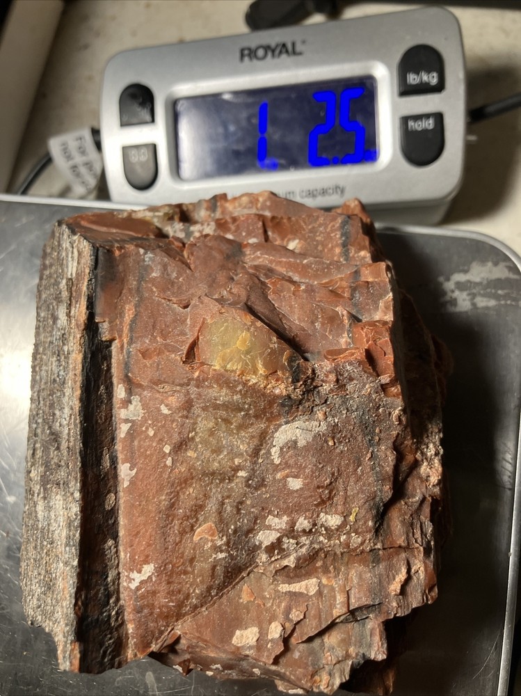 Arizona Petrified Wood