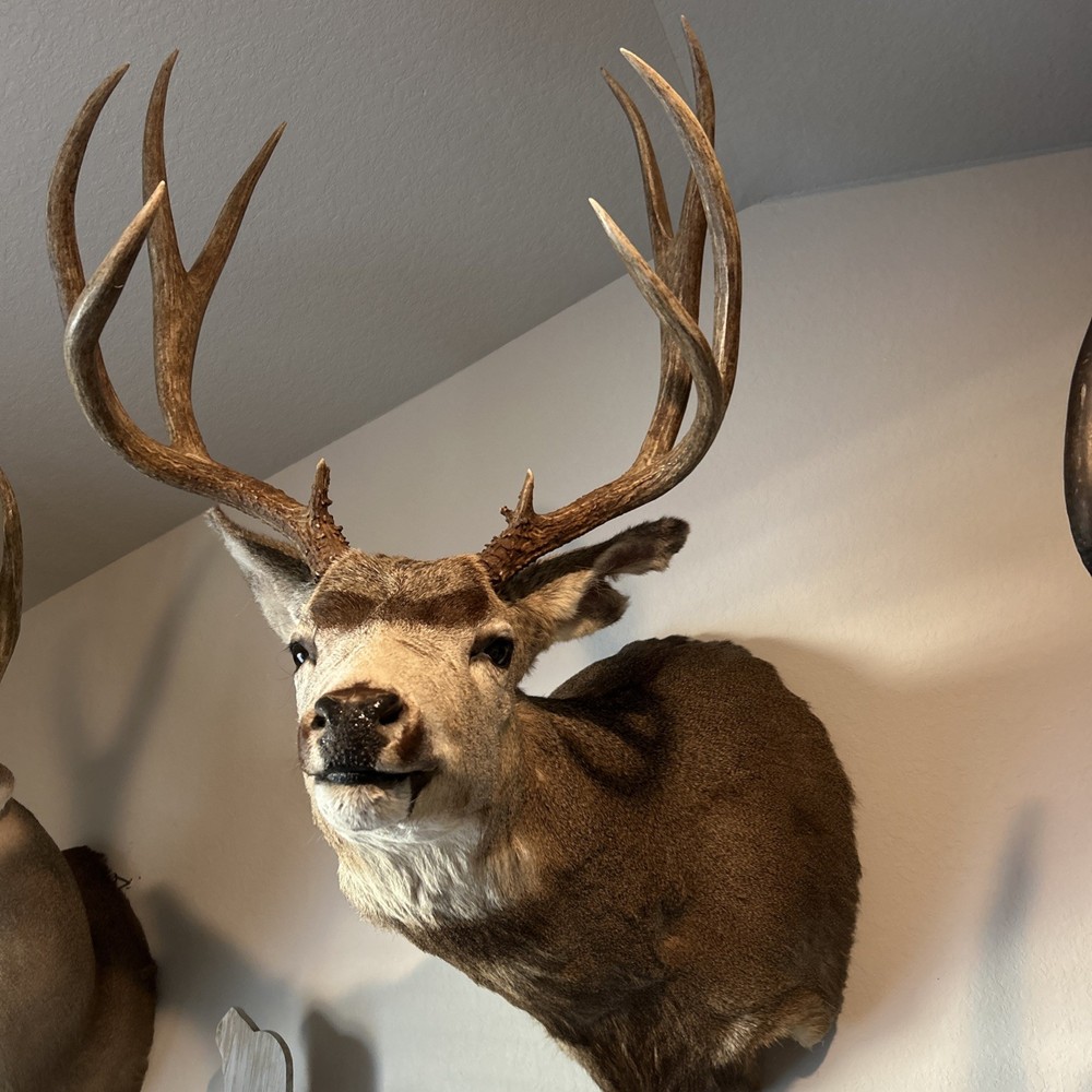 10 POINT MULE DEER 21.25 SPREAD MONSTER