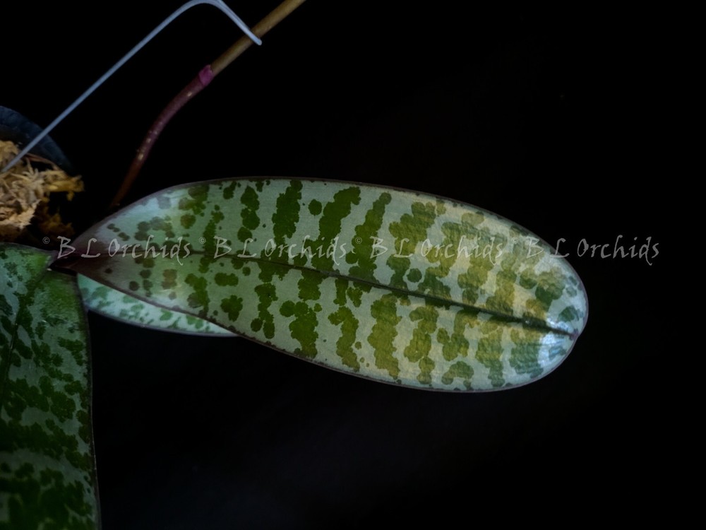 Phalaenopsis schileriana (Fragrant)