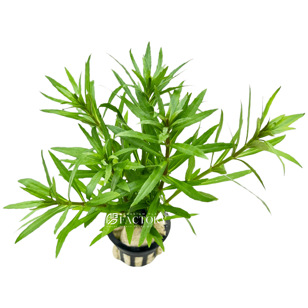 Pogostemon Octopus | Aquarium Plants Factory®