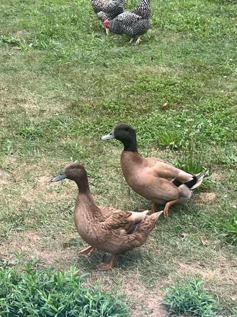 THREE PLUS Fresh and Fertilized Khaki Campbell Duck Hatching Eggs