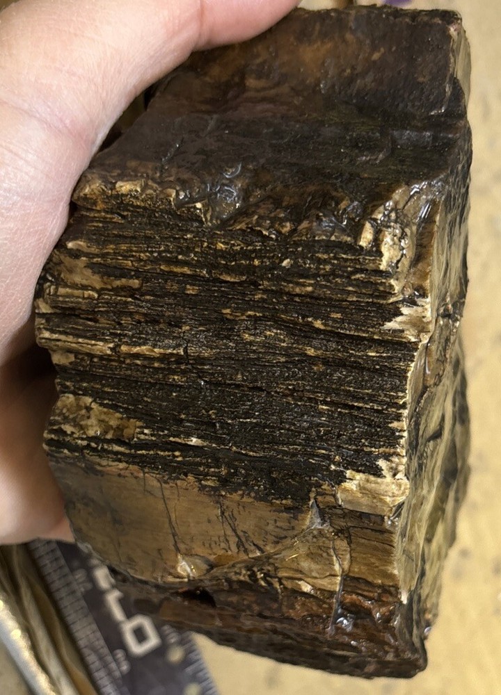 petrified wood Full Round