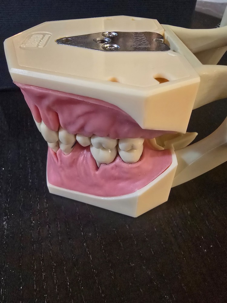 Periodontal Typodont