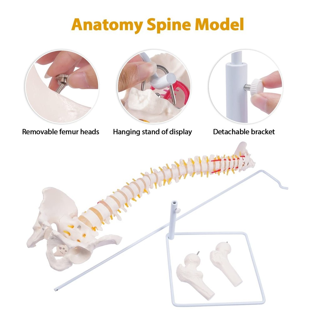 Life Size Spine Model with Stand