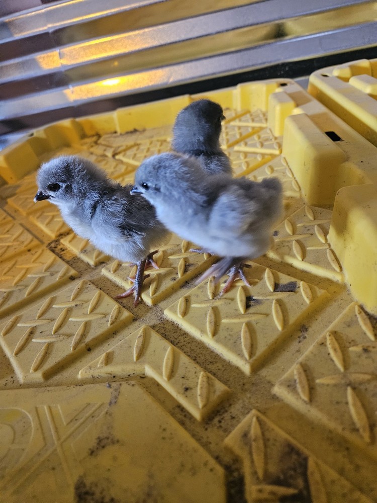 12 Lavender Orfington Hatching Eggs