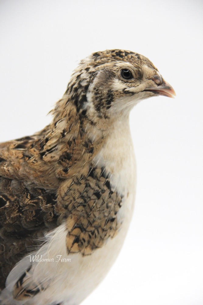 72 Coturnix Quail Hatching Eggs