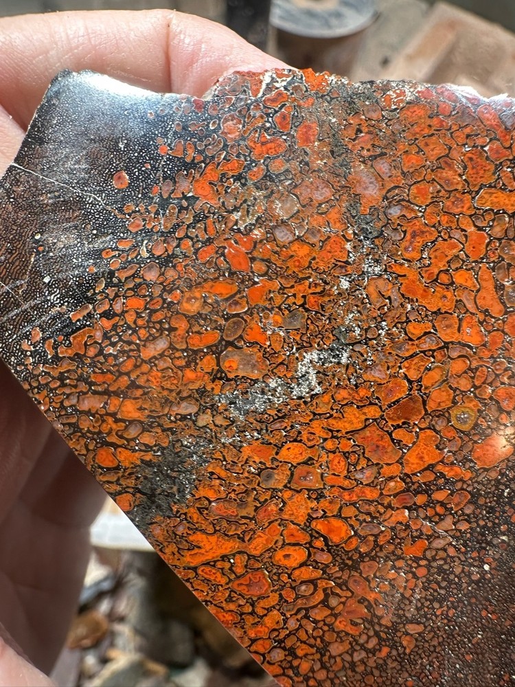 Dinosaur bone polished end cut specimen.