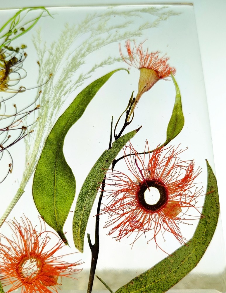 ustralia Nature Eucalyptus Flowers Night Light