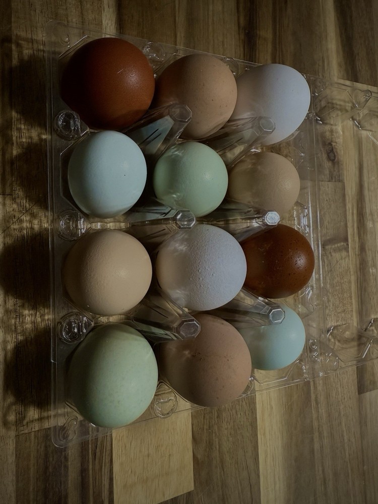 Rainbow Hatching Eggs 12 - NPIP/AI Clean