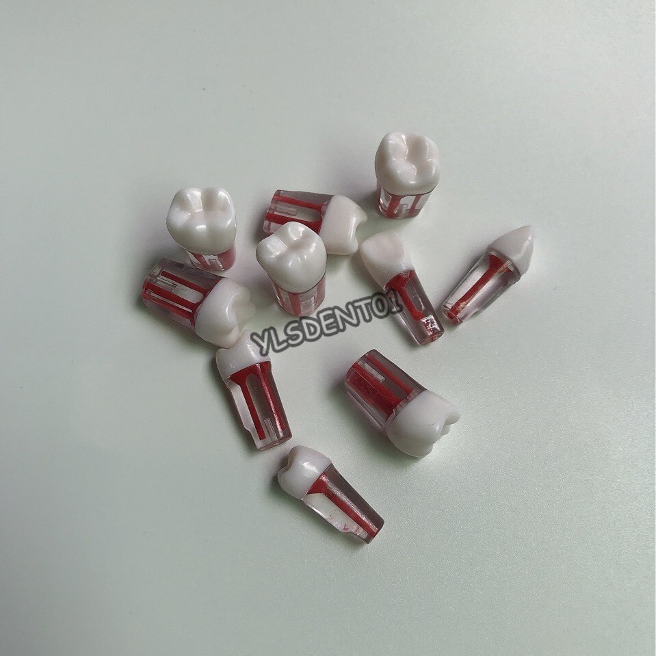 10Pcs Dental Resin Root Canal RCT Practice Model Teeth Pulp Study Nature Size