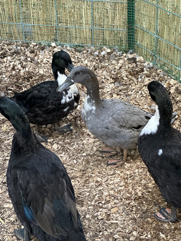 4 DUCK EGGS- WILL SHIP THE SAME DAY THEY ARE LAID