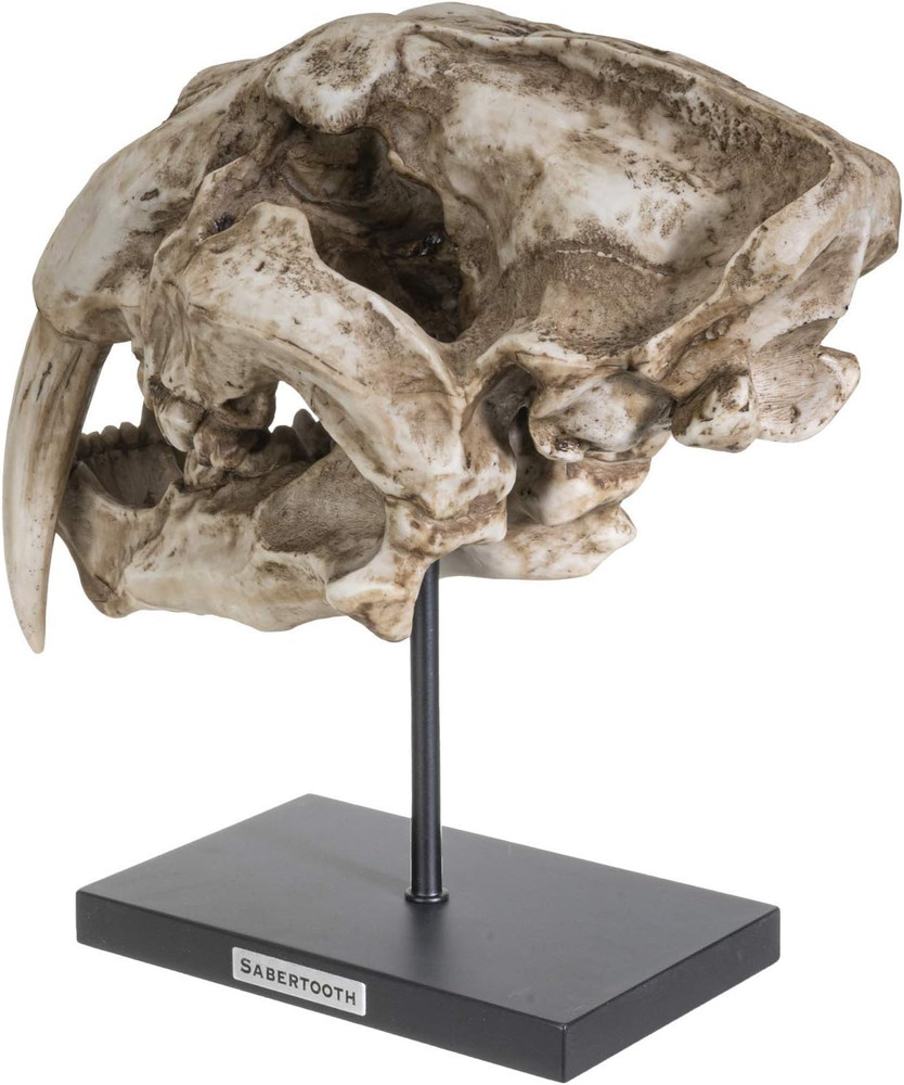 Polystone Resin Sabertooth Tiger Skull Replica Model on Stand with Name Plaque H