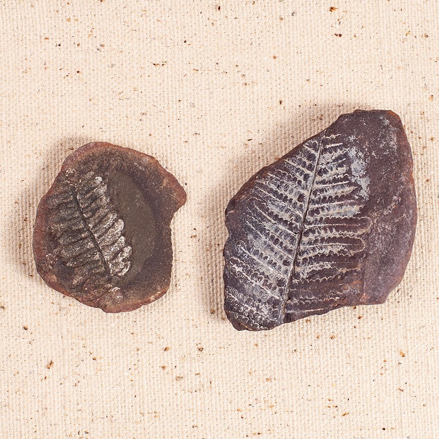 Fossil Ferns