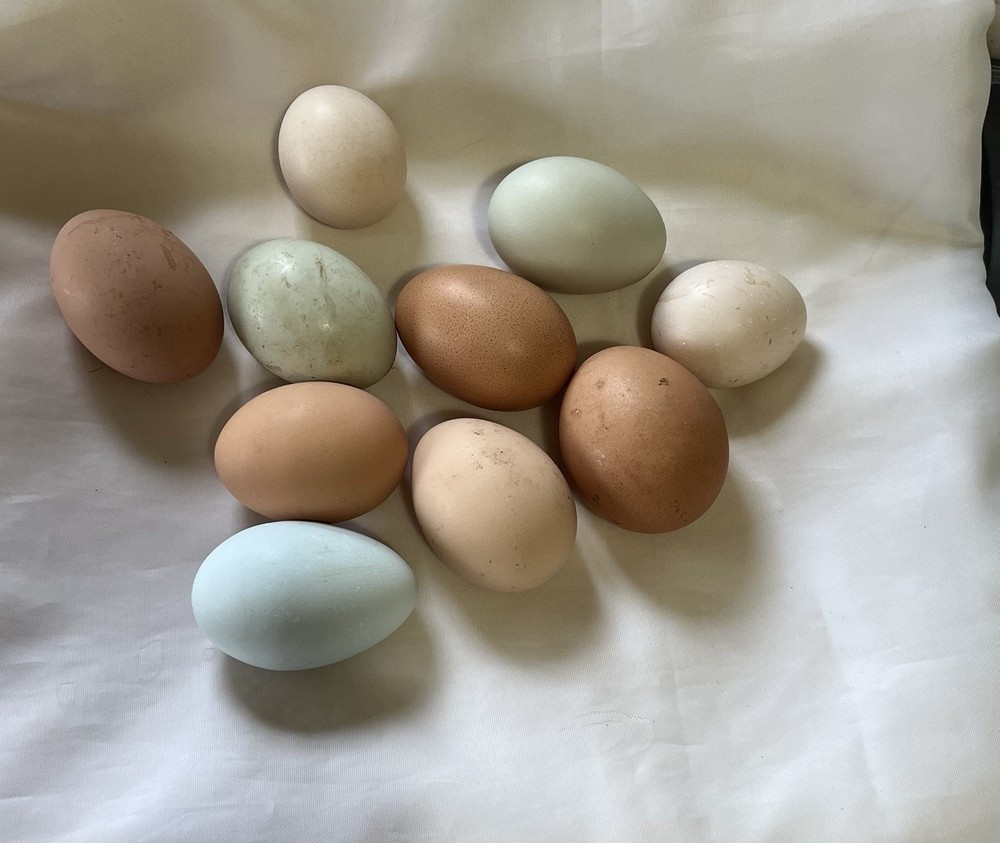 Mixed Hens Choice 12 Hatching Eggs