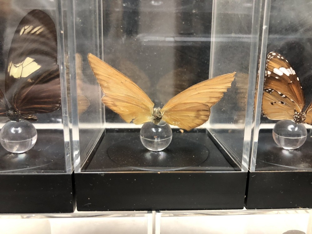 7 Mounted Butterfly Specimens In Acrylic Cases