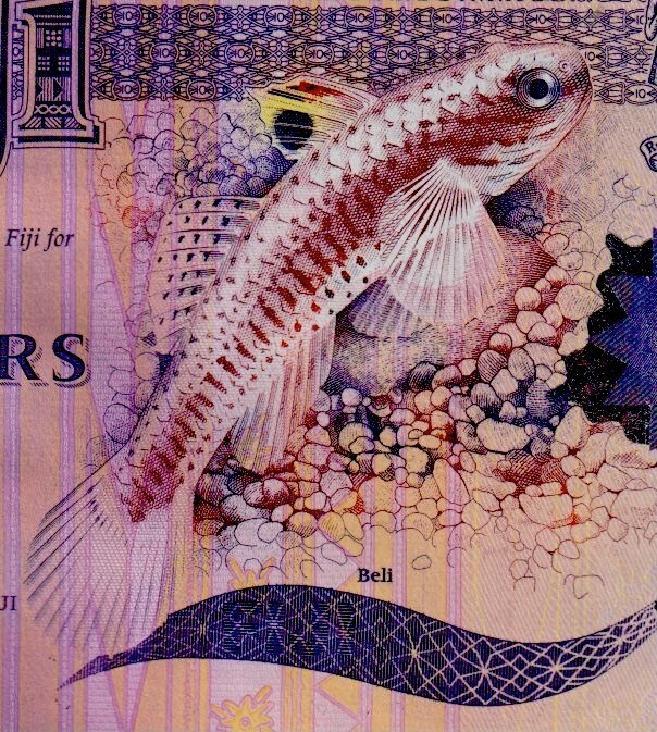 Fiji $10 2012 - P-116 Almost UNC Banknote - Flying Fish